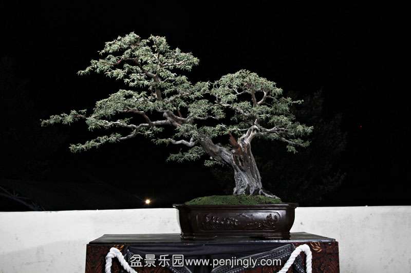 HR_011Bonsai.JPG