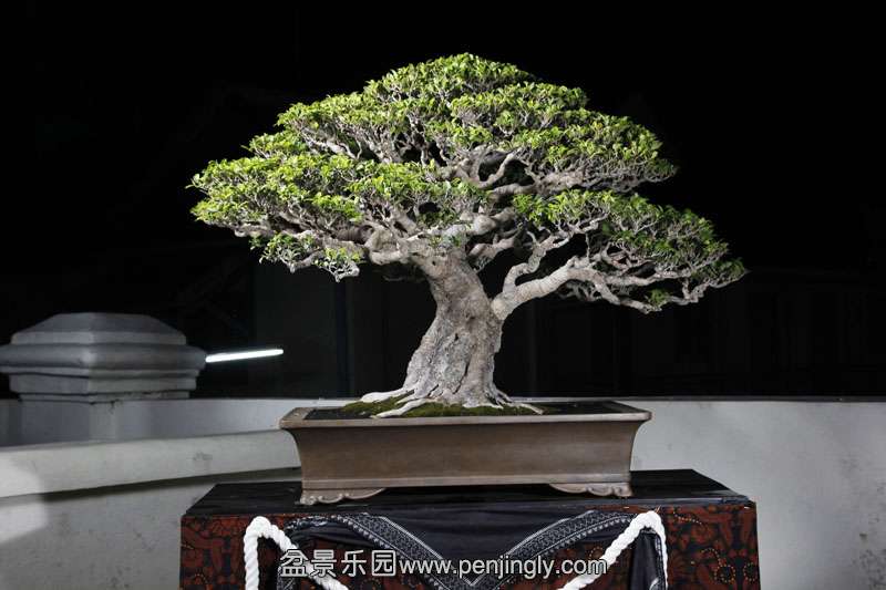 HR_014Bonsai.JPG