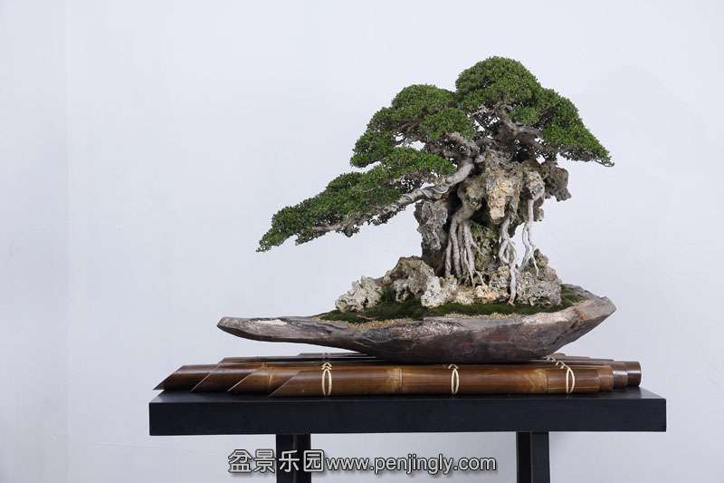 HR_015Bonsai.JPG