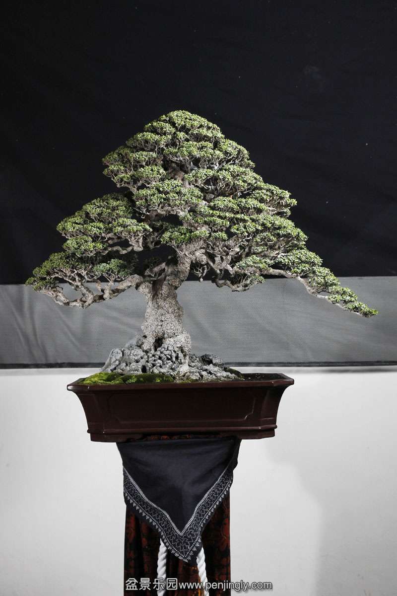 HR_016Bonsai.JPG