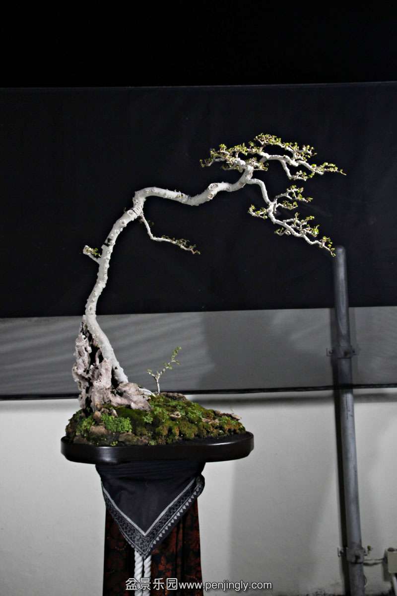 HR_018Bonsai.JPG