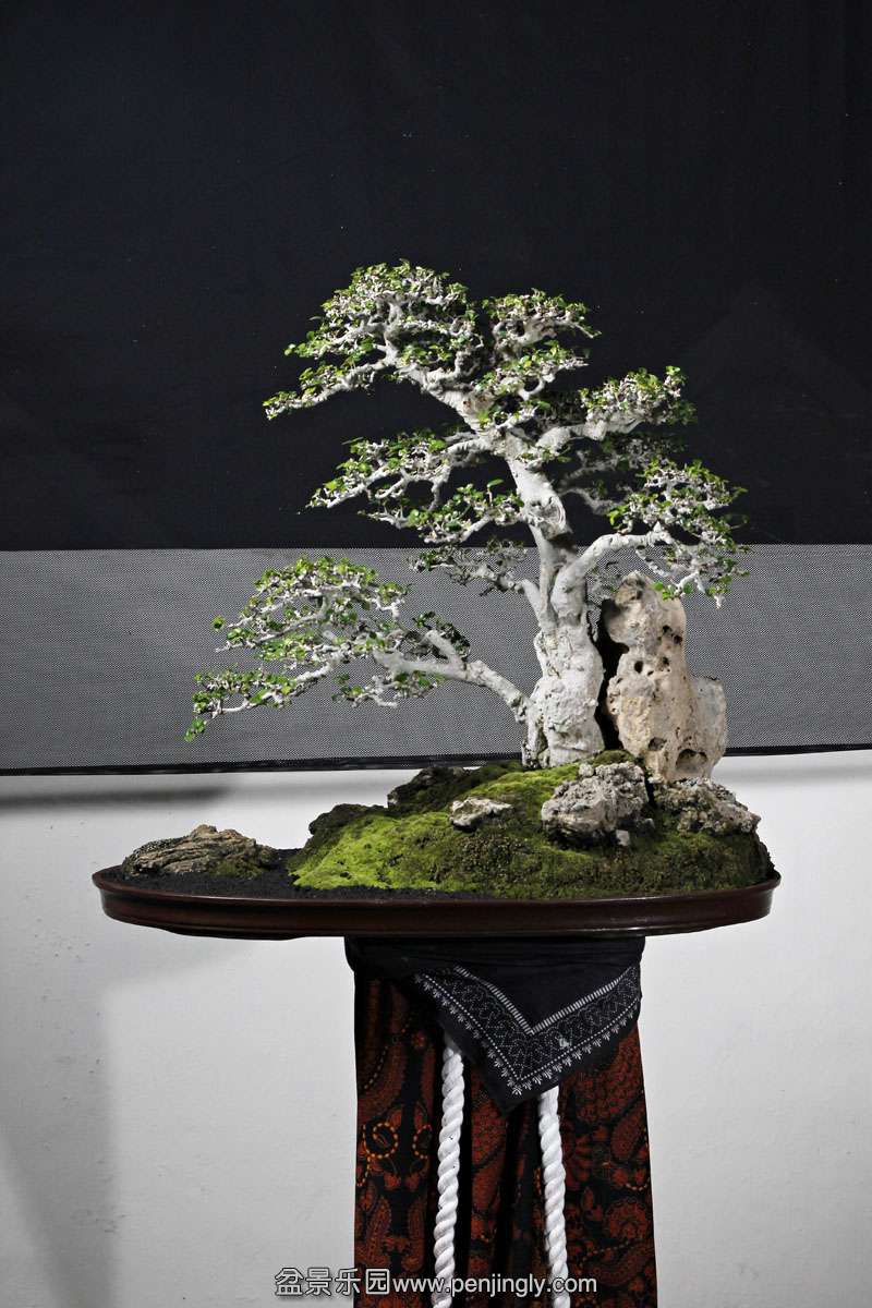 HR_020Bonsai.JPG