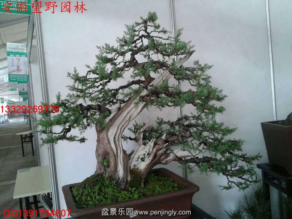 3D07A9FAFFD2D388DE9C32142E8DDC35.jpg