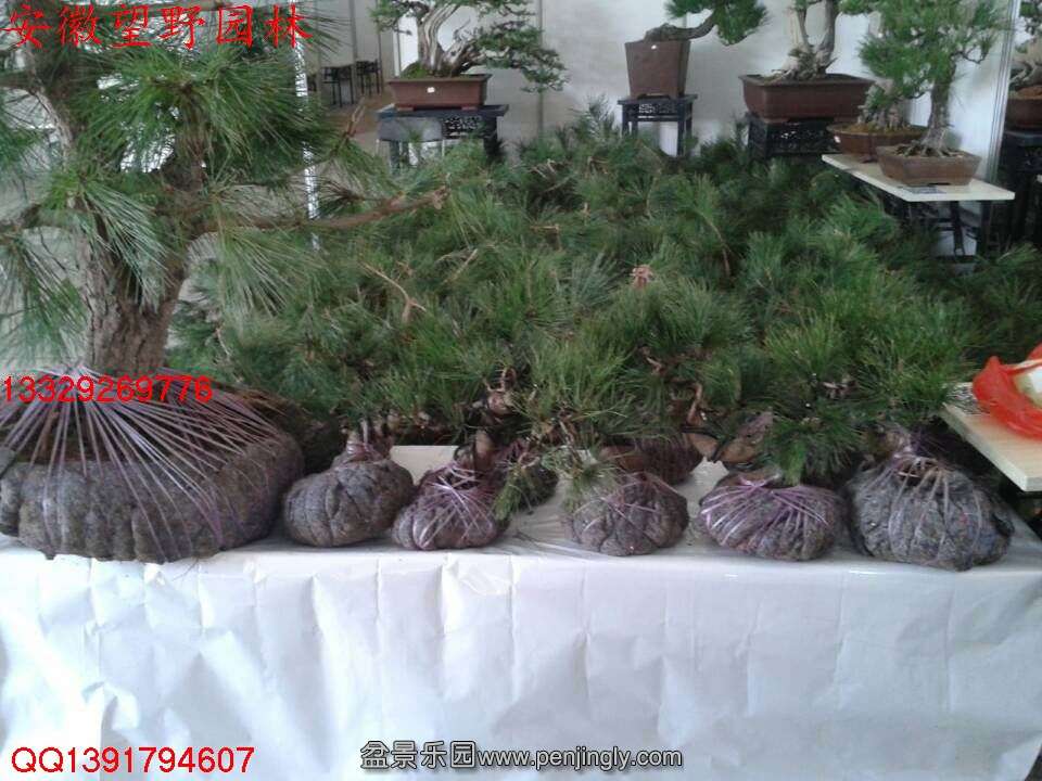 3D863FB962352616BD6D8B33EAD810E0.jpg