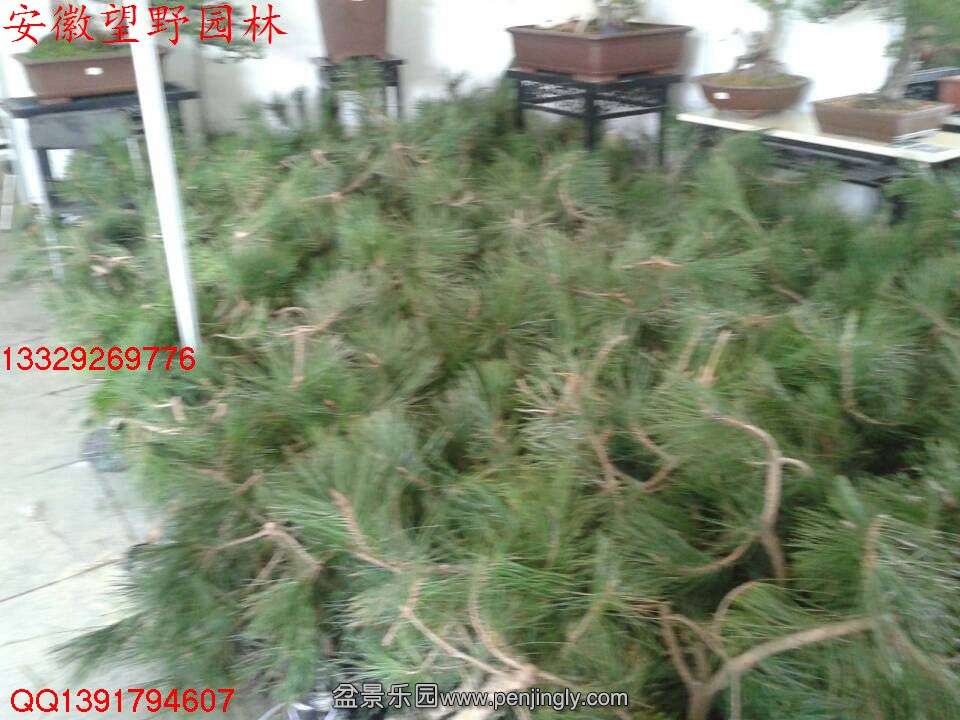 359E303ED2F1E922A1F9F54E0D0C9839.jpg