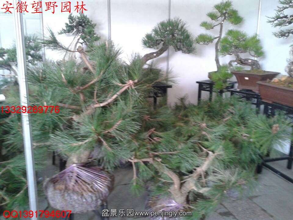 A79A0DF9354EB4406E8CDF87238D823E.jpg