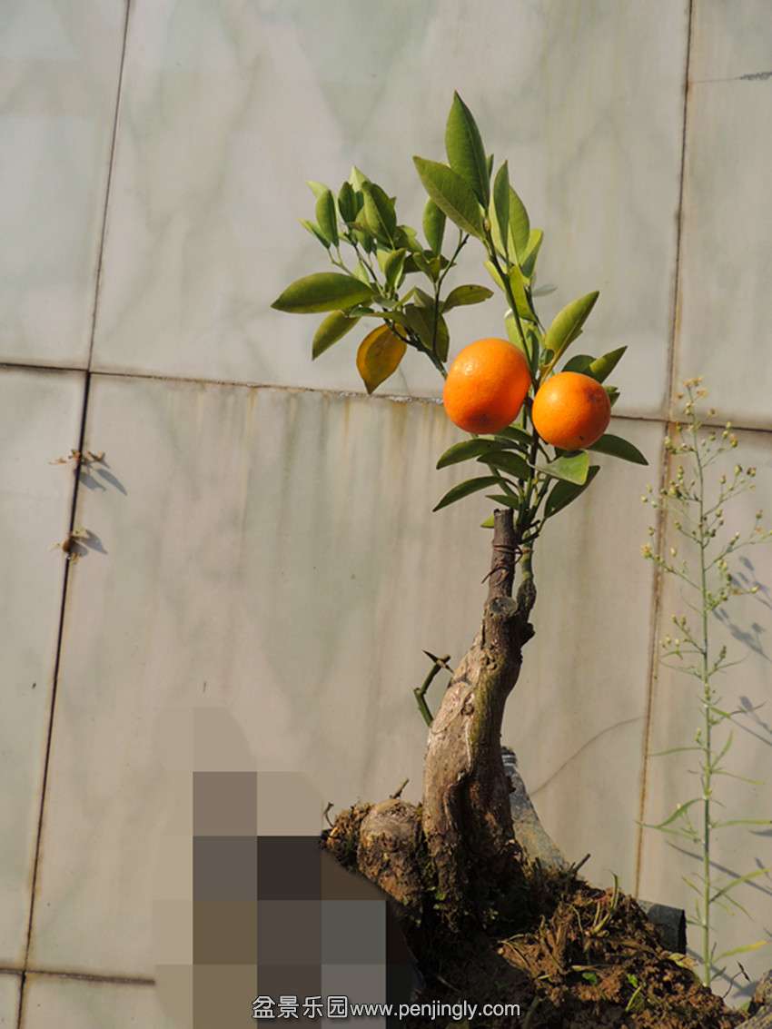 DSCN6019_ת_.jpg