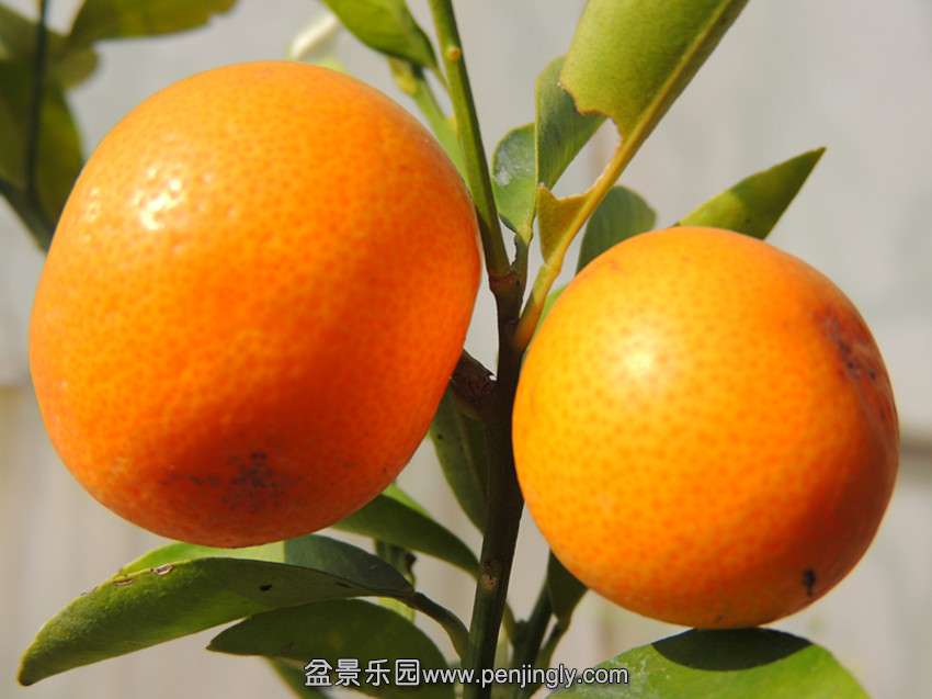 DSCN6020_.jpg