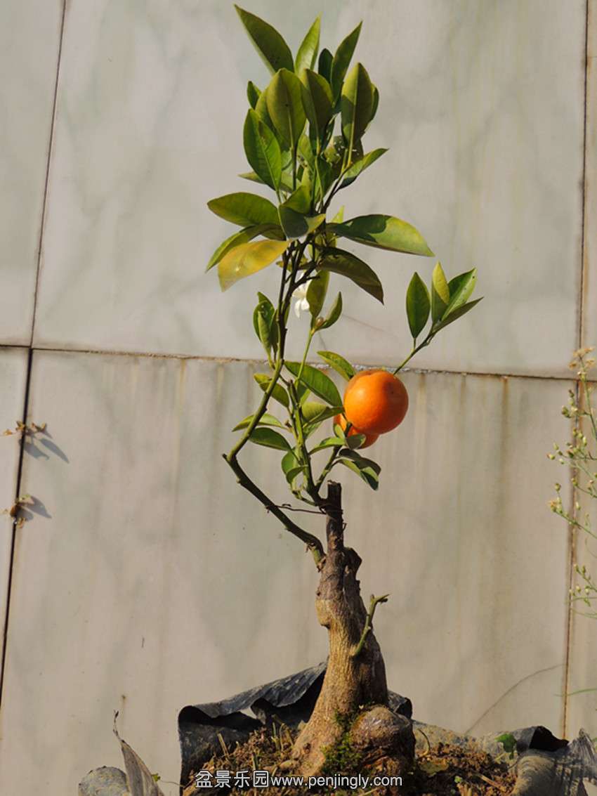 DSCN6022_ת_.jpg