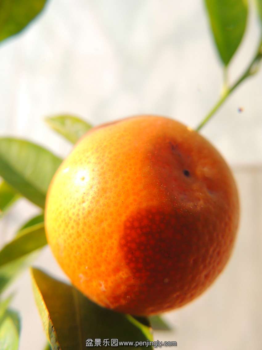 DSCN6025_ת_.jpg