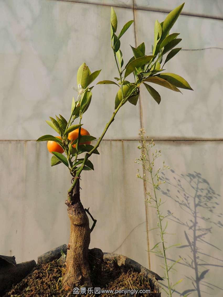 DSCN6026_ת_.jpg