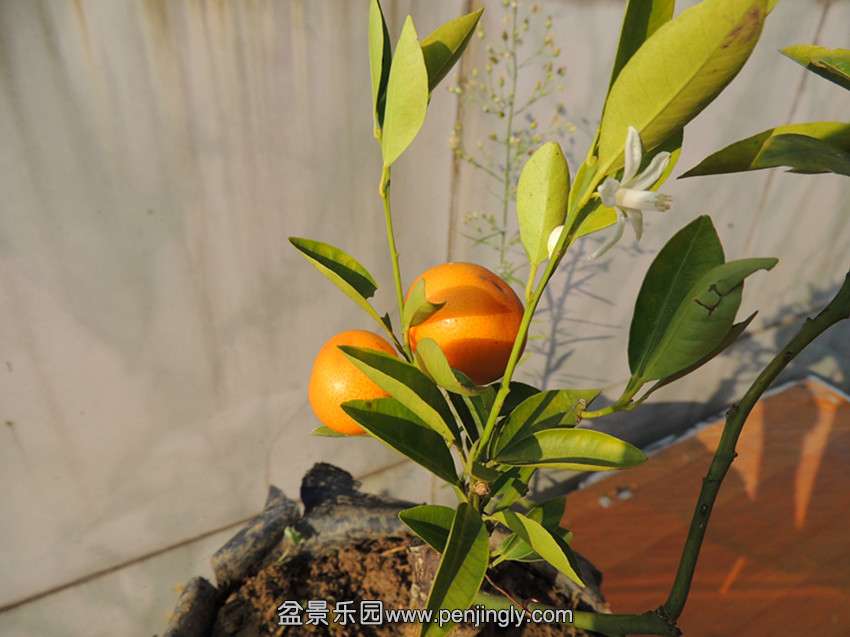 DSCN6028_ת_.jpg