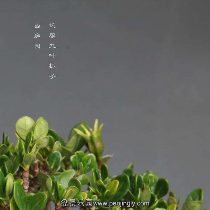 bonsai14102303.jpg