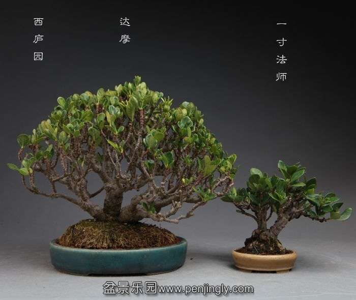 bonsai14102304.jpg