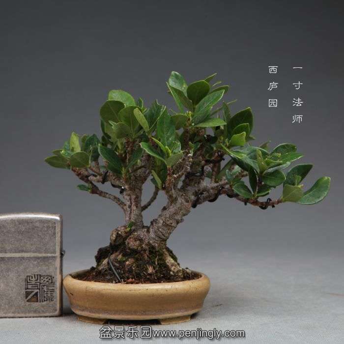 bonsai14102305.jpg