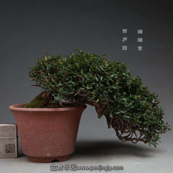 bonsai14102308.jpg