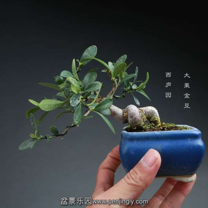 bonsai14102313.jpg