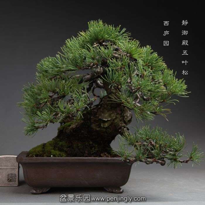 bonsai14102314.jpg