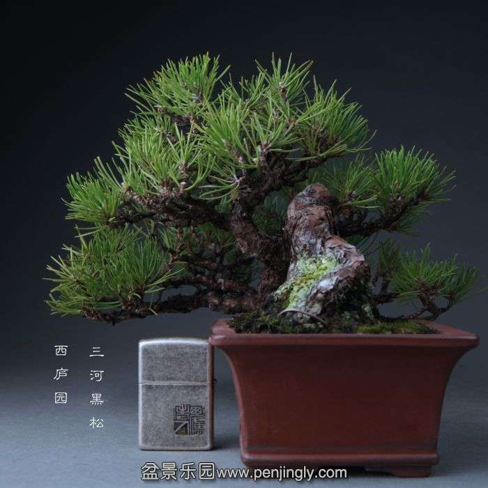 bonsai14102319.jpg