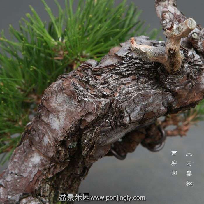 bonsai14102327.jpg