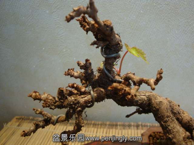 DSC09303.JPG