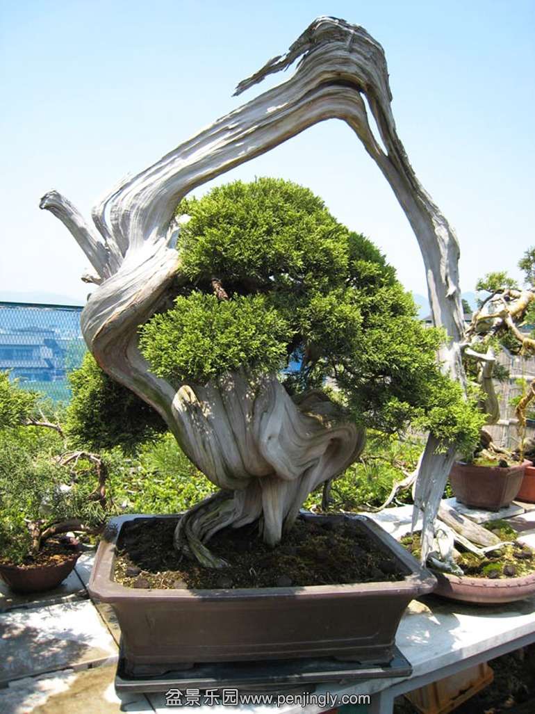 Taisho1_conew1.jpg
