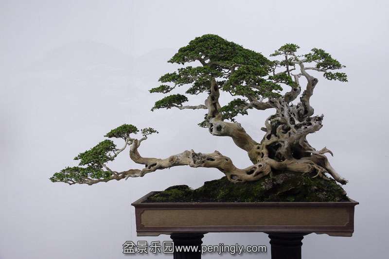 HR_038Bonsai.JPG
