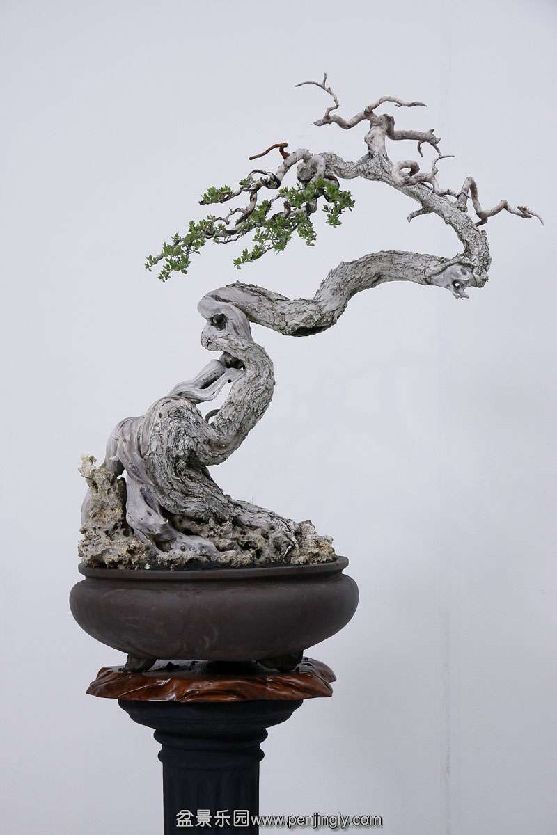 HR_039Bonsai.JPG