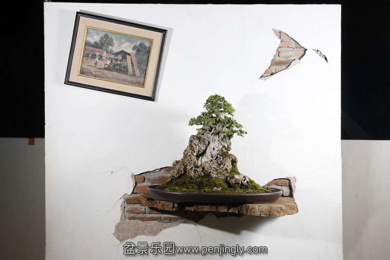 HR_042Bonsai.JPG