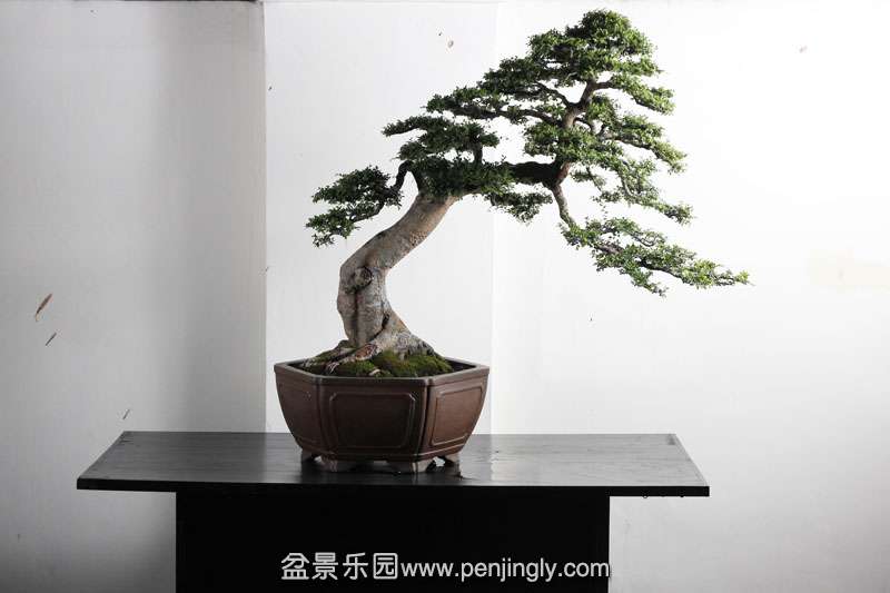 HR_047Bonsai.JPG