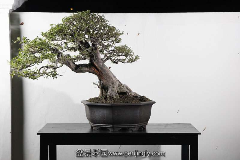 HR_049Bonsai.JPG