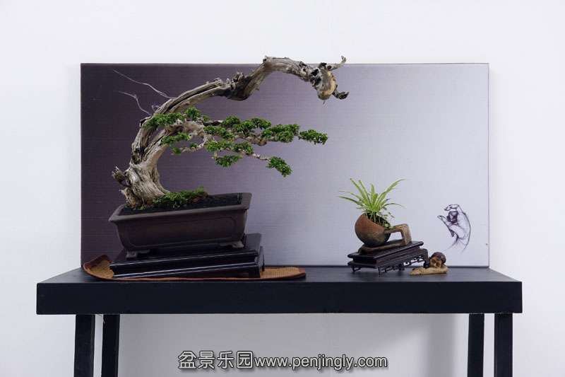 HR_051Bonsai.JPG