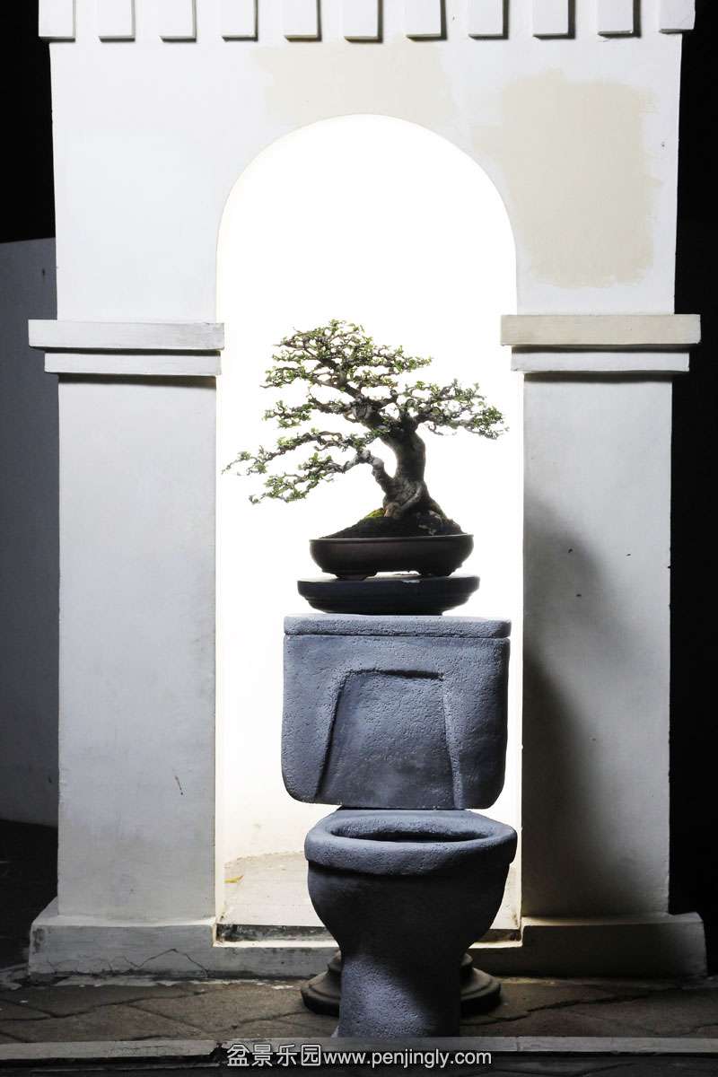 HR_059Bonsai.JPG