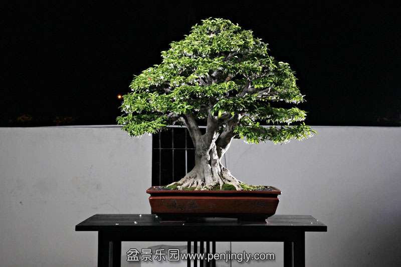 HR_060Bonsai.JPG