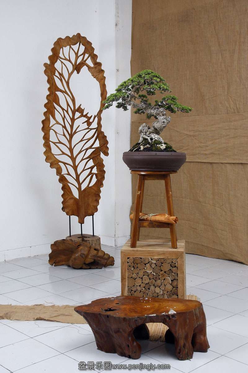 HR_063Bonsai.JPG