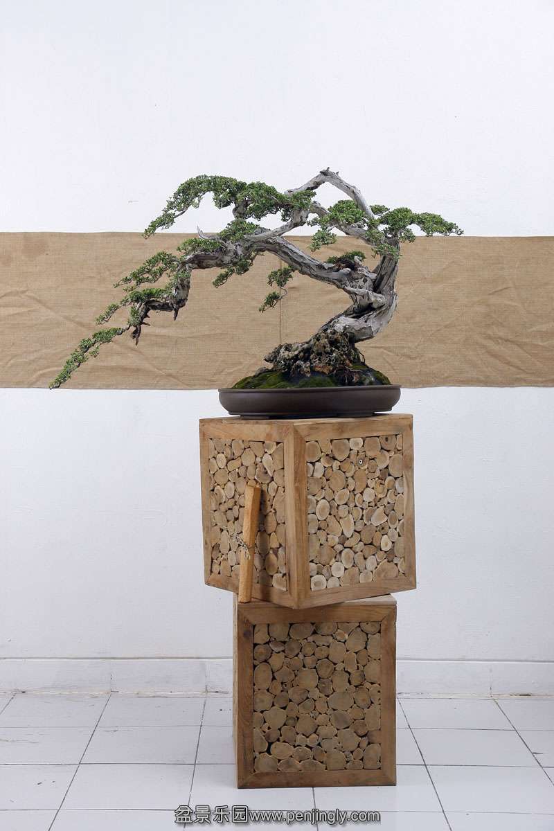 HR_064Bonsai.JPG