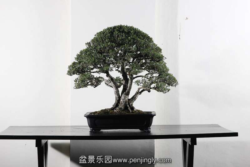 HR_065Bonsai.JPG