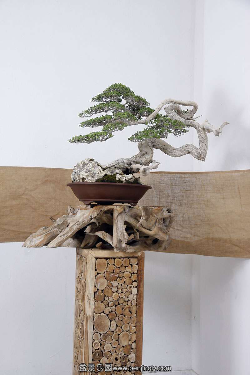 HR_066Bonsai.JPG