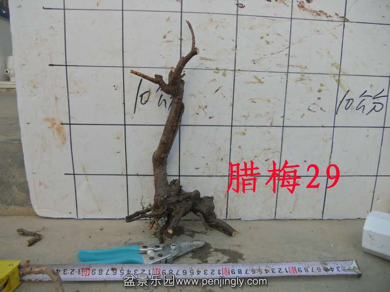 CIMG2583.JPG