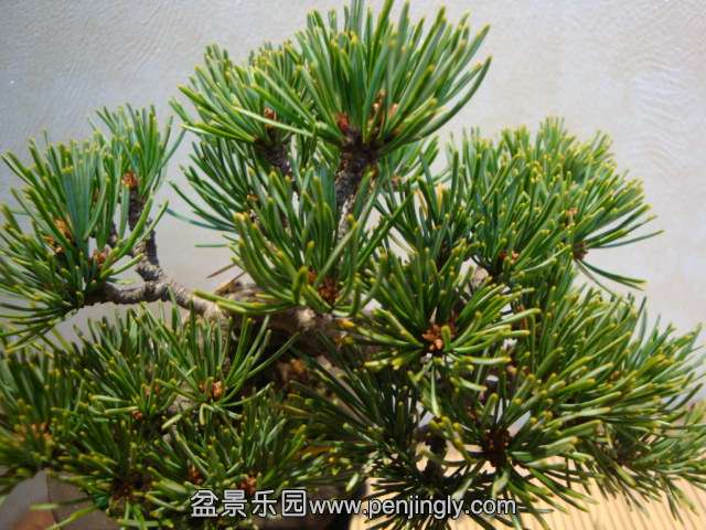 DSC09328.JPG
