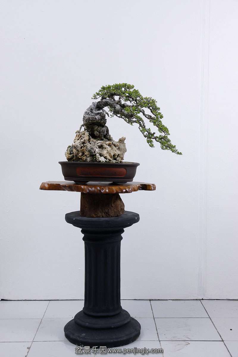 HR_070Bonsai.JPG