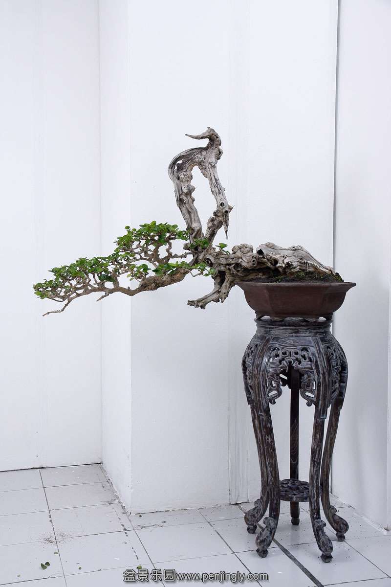 HR_076Bonsai.JPG
