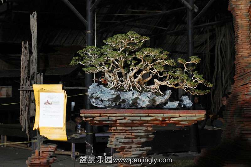 HR_077Bonsai.JPG