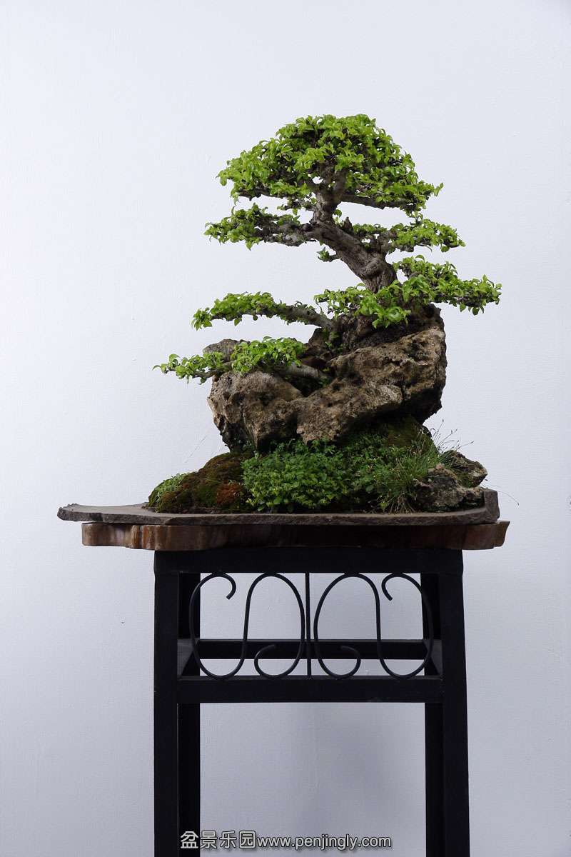 HR_078Bonsai.JPG