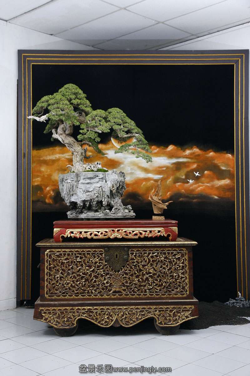 HR_080Bonsai.JPG