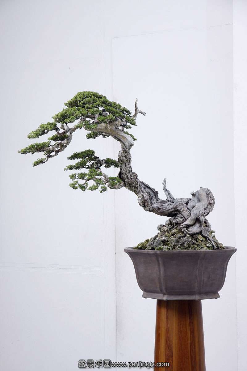 HR_081Bonsai.JPG