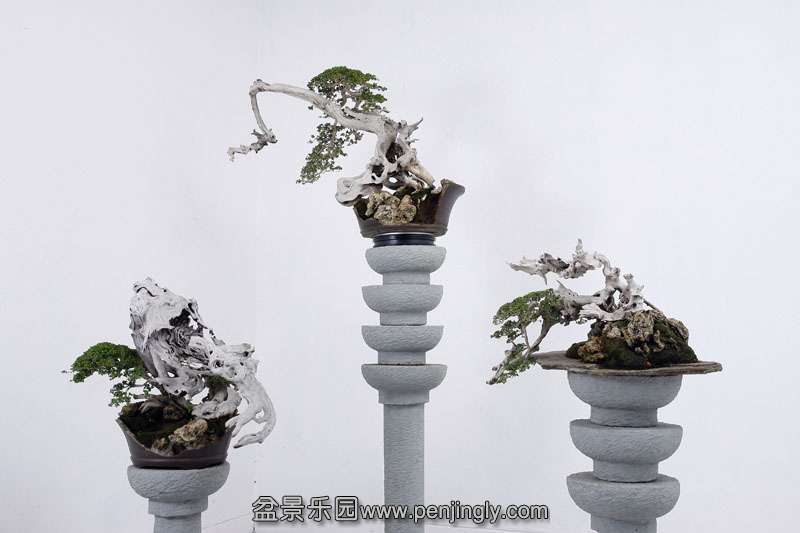 HR_083Bonsai.JPG