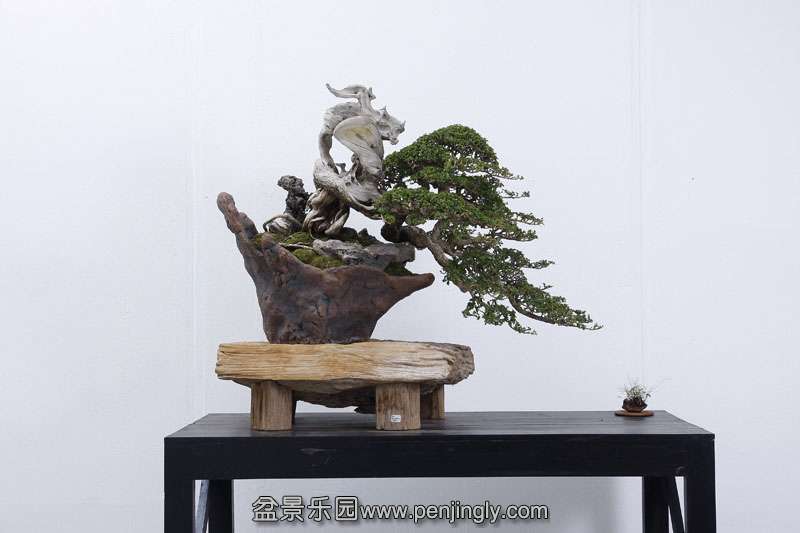HR_084Bonsai.JPG