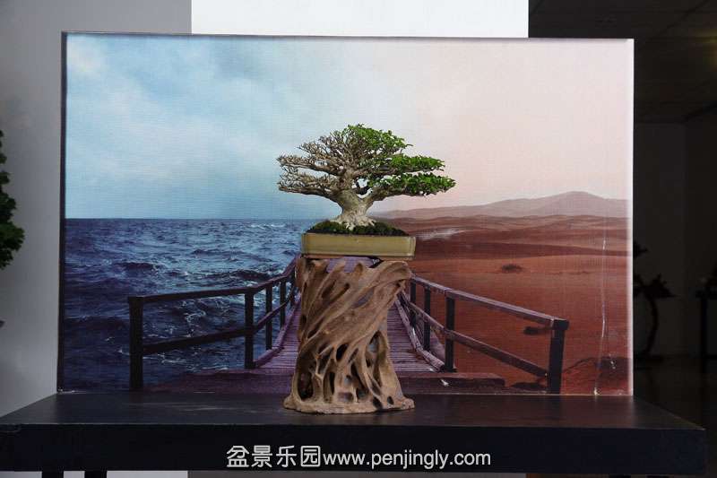 HR_086Bonsai.JPG