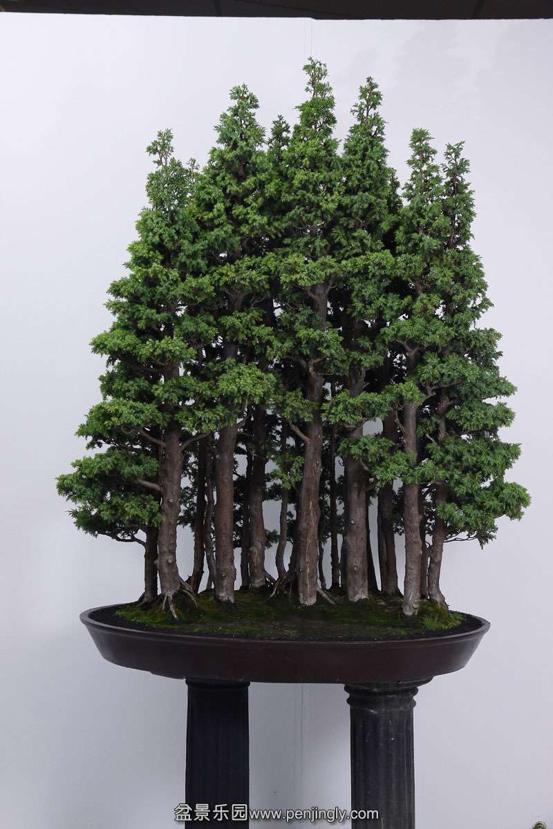 HR_087Bonsai.JPG